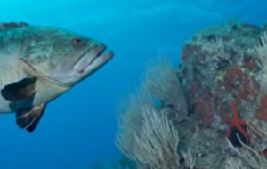 1ères Bulles 2026 à Cerbère